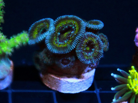 Micromussa CR Unique