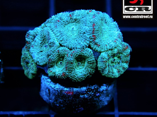 Micromussa CR Hufflepuff