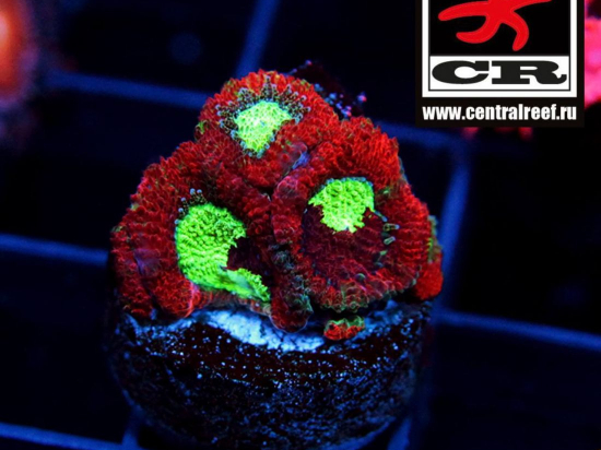 Micromussa CR Dragon Eggs