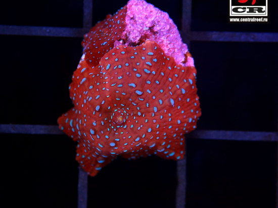 Discosoma Superman, S