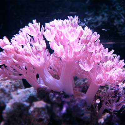 Xenia Sp - Ксения пульсирующая S