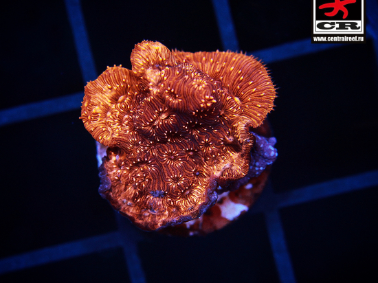 Pavona Gold Australian, S