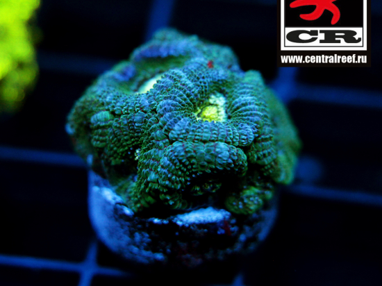 Micromussa CR Bereza