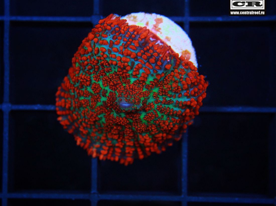 Rhodactis CR Superman