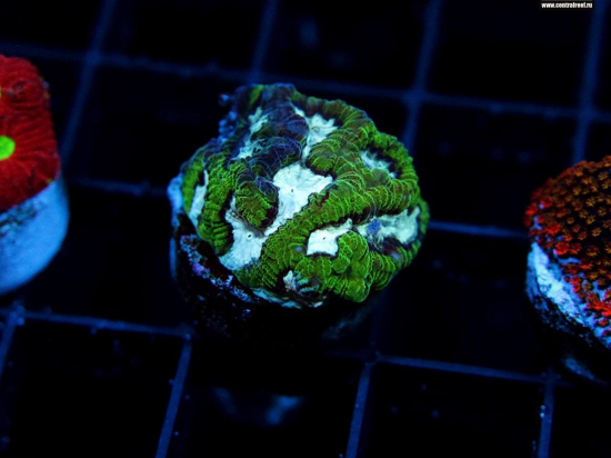 Platygyra CR Silver Mouth