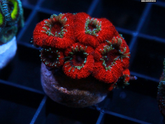 Micromussa Green Tentacles