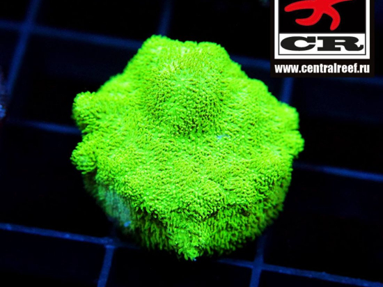 Psammocora CR The Shire