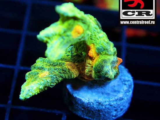 Pectinia Space Invader