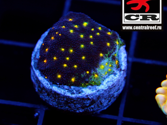 Psammocora Outer Space