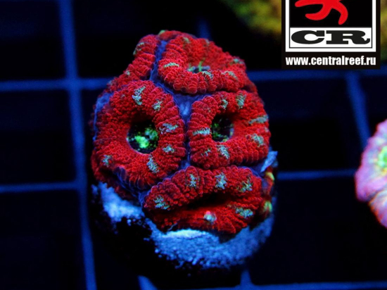 Micromussa CR RHCP/Ewok