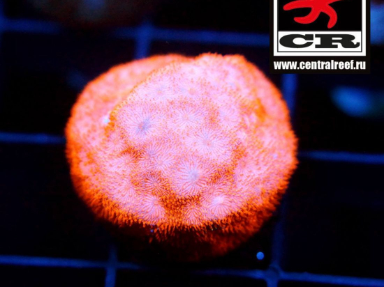 Psammocora CR Clear Orange