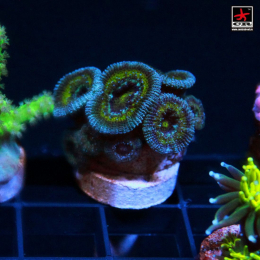 Micromussa CR Unique