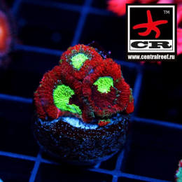 Micromussa CR Dragon Eggs