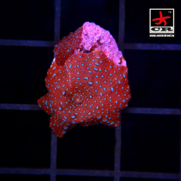 Discosoma Superman, S