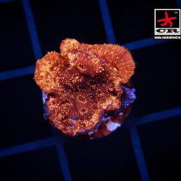 Pavona Gold Australian, S