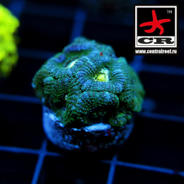 Micromussa CR Bereza