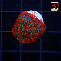 Rhodactis CR Superman