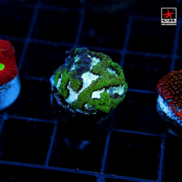 Platygyra CR Silver Mouth