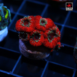 Micromussa Green Tentacles