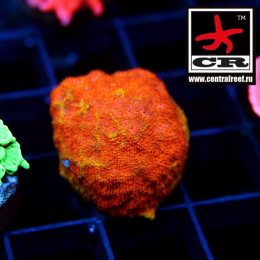 Psammocora Watermelon