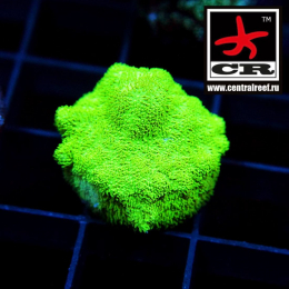 Psammocora CR The Shire