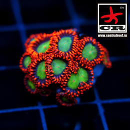 Zoa
