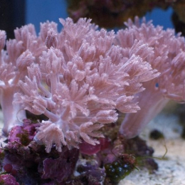 Xenia Sp - Ксения пульсирующая S