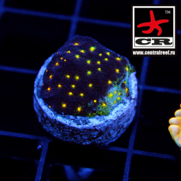 Psammocora Outer Space