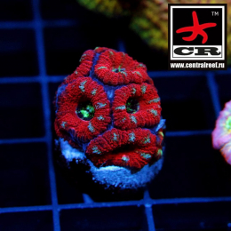 Micromussa CR RHCP/Ewok