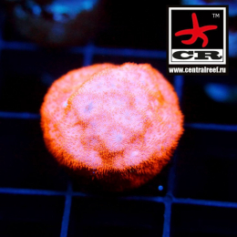 Psammocora CR Clear Orange