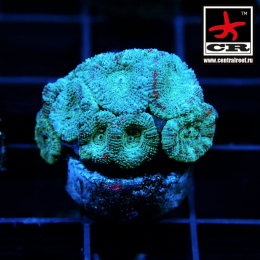 Micromussa CR Hufflepuff